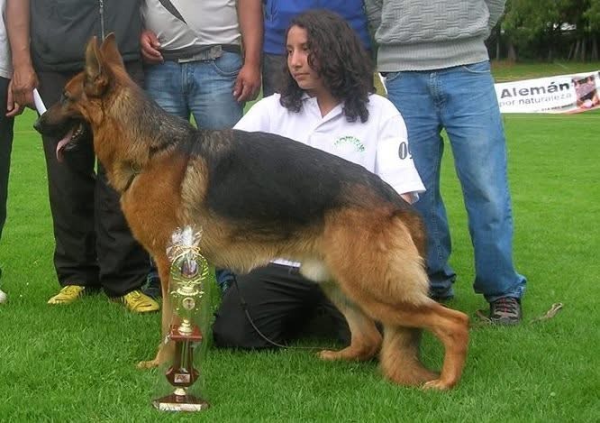A German Shepherd stands proudly beside its handler, who sits on the grass with a trophy, celebrating a dog show victory.